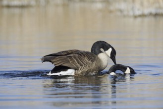 Canada goose (Branta canadensis), pair copulating, North Rhine-Westphalia, Germany