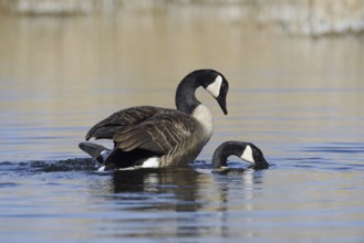 Canada goose (Branta canadensis), pair copulating, North Rhine-Westphalia, Germany
