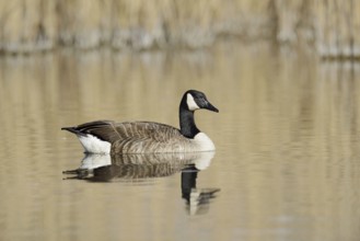 Canada goose (Branta canadensis), swimming, North Rhine-Westphalia, Germany