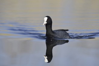 Eurasian Coot (Fulica atra), North Rhine-Westphalia, Germany