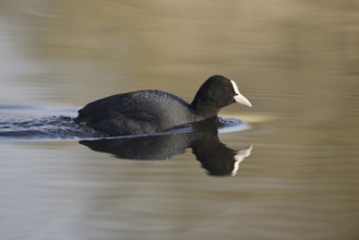 Eurasian Coot (Fulica atra), North Rhine-Westphalia, Germany
