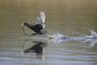 Eurasian Coot (Fulica atra) with nesting material walking over water, North Rhine-Westphalia,