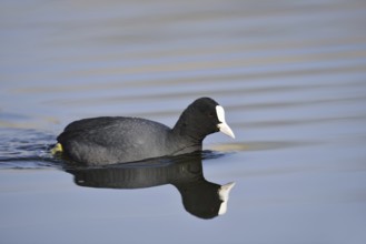 Eurasian Coot (Fulica atra), North Rhine-Westphalia, Germany