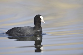 Eurasian Coot (Fulica atra), North Rhine-Westphalia, Germany