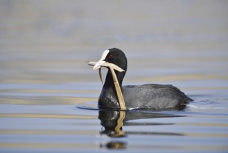 Eurasian Coot (Fulica atra) swimming with nesting material in its beak, North Rhine-Westphalia,