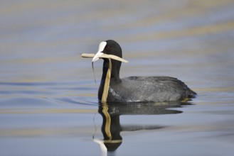 Eurasian Coot (Fulica atra) swimming with nesting material in its beak, North Rhine-Westphalia,
