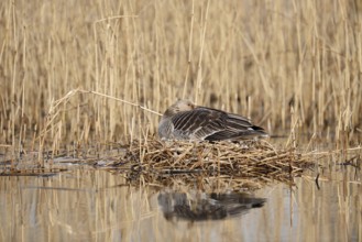 Greylag goose (Anser anser) sitting brooding on the nest, North Rhine-Westphalia, Germany