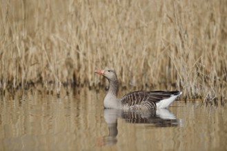 Greylag goose (Anser anser), swimming, North Rhine-Westphalia, Germany