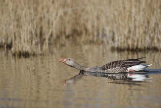 Greylag goose (Anser anser), swimming threateningly, North Rhine-Westphalia, Germany