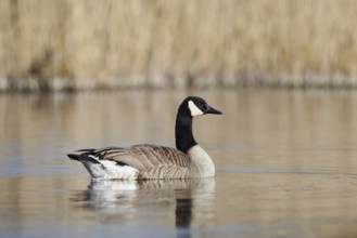Canada goose (Branta canadensis), swimming, North Rhine-Westphalia, Germany