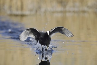 Eurasian Coot (Fulica atra) walking over water, North Rhine-Westphalia, Germany