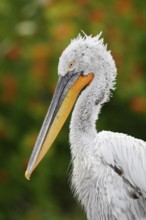 Dalmatian pelican (Pelecanus crispus), portrait of an adult bird, captive, Germany