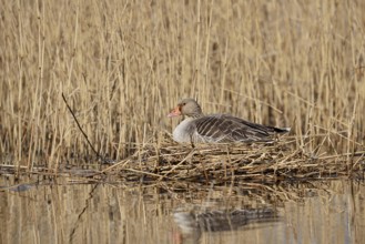 Greylag goose (Anser anser) sitting brooding on the nest, North Rhine-Westphalia, Germany