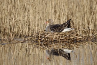 Greylag goose (Anser anser) sitting brooding on the nest, North Rhine-Westphalia, Germany