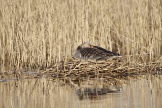 Greylag goose (Anser anser) sitting brooding on the nest, North Rhine-Westphalia, Germany