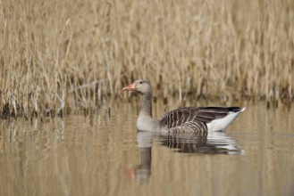 Greylag goose (Anser anser), swimming, North Rhine-Westphalia, Germany
