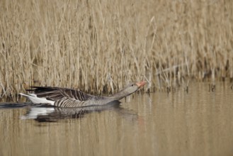 Greylag goose (Anser anser), swimming, North Rhine-Westphalia, Germany