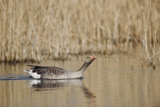 Greylag goose (Anser anser), swimming, North Rhine-Westphalia, Germany