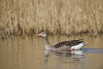 Greylag goose (Anser anser), swimming, North Rhine-Westphalia, Germany