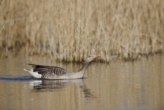 Greylag goose (Anser anser), swimming, North Rhine-Westphalia, Germany