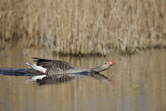 Greylag goose (Anser anser), swimming threateningly, North Rhine-Westphalia, Germany