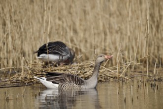 Greylag goose (Anser anser), pair at the nest, North Rhine-Westphalia, Germany