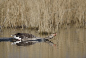 Greylag goose (Anser anser), swimming threateningly, North Rhine-Westphalia, Germany