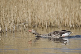 Greylag goose (Anser anser), swimming threateningly, North Rhine-Westphalia, Germany