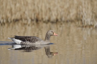 Greylag goose (Anser anser), swimming, North Rhine-Westphalia, Germany