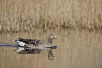 Greylag goose (Anser anser), swimming, North Rhine-Westphalia, Germany