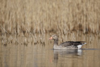 Greylag goose (Anser anser), swimming, North Rhine-Westphalia, Germany
