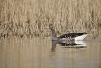 Greylag goose (Anser anser), swimming, North Rhine-Westphalia, Germany