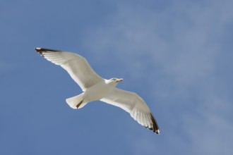 Herring Gull (Larus argentatus) in flight, Normandy, France