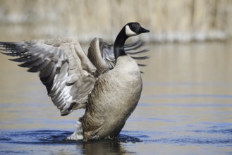 Canada goose (Branta canadensis), flapping wings, North Rhine-Westphalia, Germany