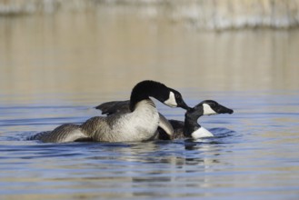 Canada goose (Branta canadensis), pair copulating, North Rhine-Westphalia, Germany