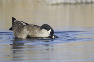 Canada goose (Branta canadensis), pair copulating, North Rhine-Westphalia, Germany