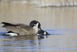 Canada goose (Branta canadensis), pair copulating, North Rhine-Westphalia, Germany