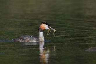 Great Crested Grebe (Podiceps Scalloped ribbonfish) swimming with nesting material in its beak,