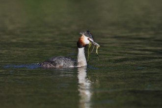 Great Crested Grebe (Podiceps Scalloped ribbonfish) swimming with nesting material in its beak,