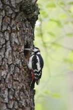 Great spotted woodpecker (Dendrocopos major, Picoides major), male at the breeding cavity, North