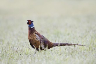 Hunting pheasant (Phasianus colchicus), cock in a meadow, North Rhine-Westphalia, Germany