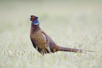 Hunting pheasant (Phasianus colchicus), cock in a meadow, North Rhine-Westphalia, Germany