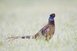 Hunting pheasant (Phasianus colchicus), cock in a meadow, North Rhine-Westphalia, Germany