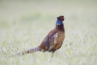 Hunting pheasant (Phasianus colchicus), cock in a meadow, North Rhine-Westphalia, Germany