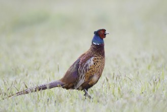 Hunting pheasant (Phasianus colchicus), cock in a meadow, North Rhine-Westphalia, Germany