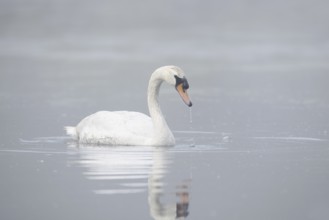 Mute swan (Cygnus olor) swimming in the morning mist, North Rhine-Westphalia, Germany