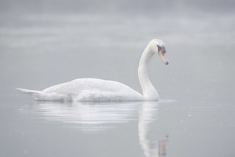 Mute swan (Cygnus olor) swimming in the morning mist, North Rhine-Westphalia, Germany