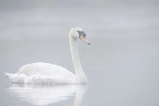 Mute swan (Cygnus olor) swimming in the morning mist, North Rhine-Westphalia, Germany
