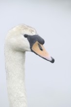 Mute swan (Cygnus olor), portrait, North Rhine-Westphalia, Germany
