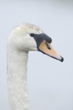 Mute swan (Cygnus olor), portrait, North Rhine-Westphalia, Germany